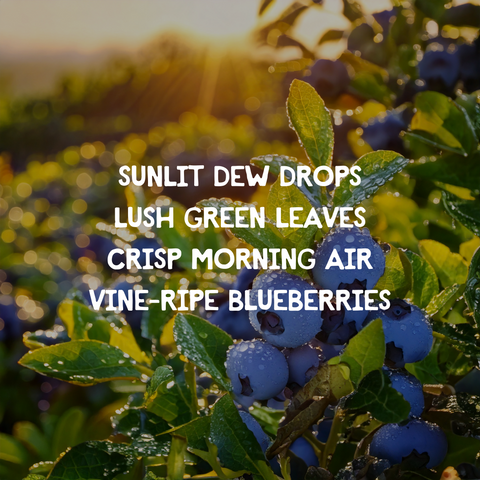 Dew-Kissed Blueberry Fields