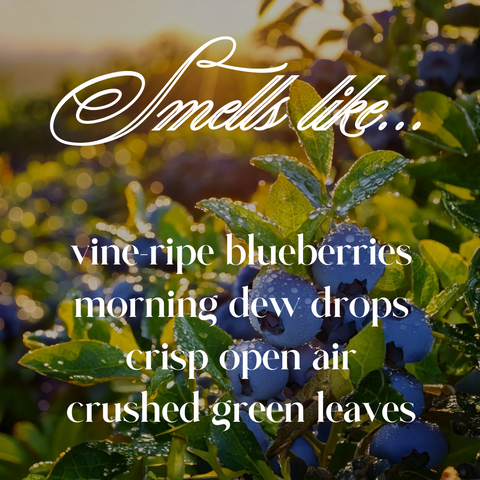 Dew-Kissed Blueberry Fields